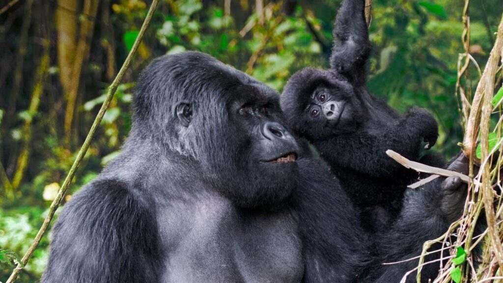 Uganda Primate Safaris