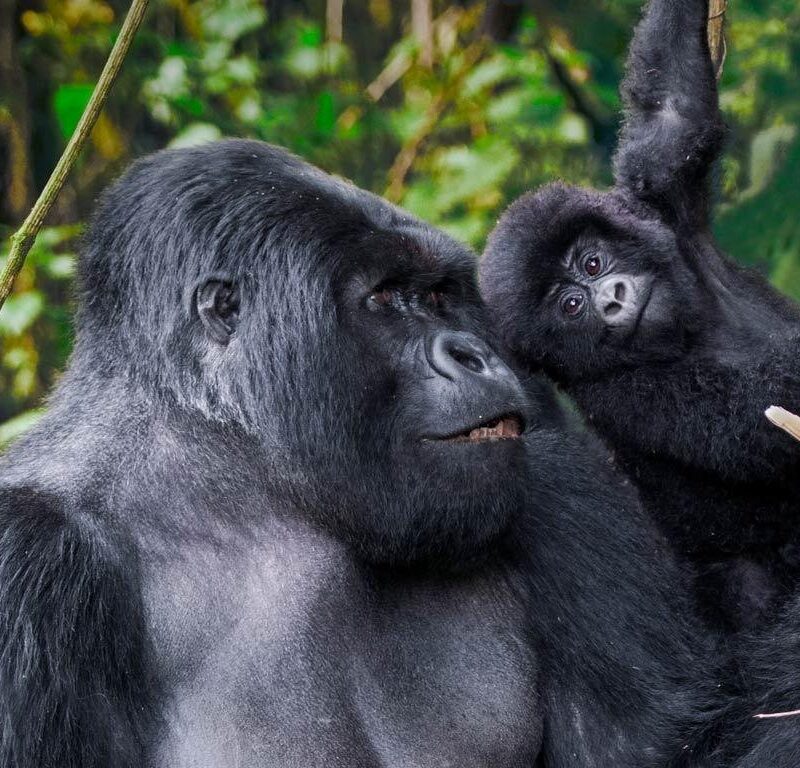 Uganda Primate Safaris