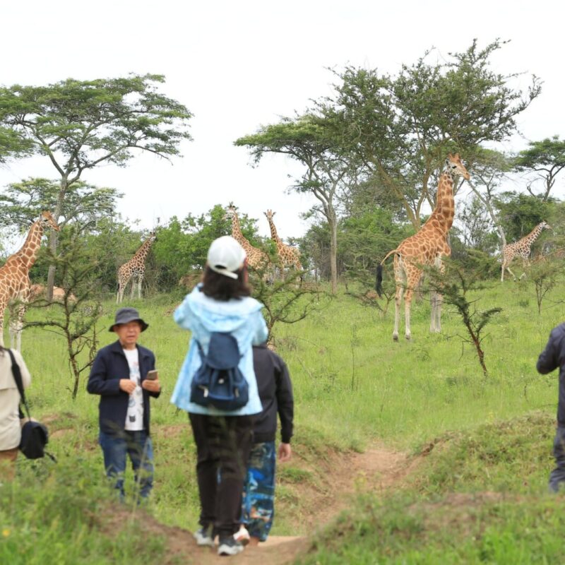 Uganda Walking Safaris