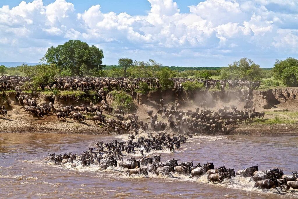 Wildebeest Migration Safaris
