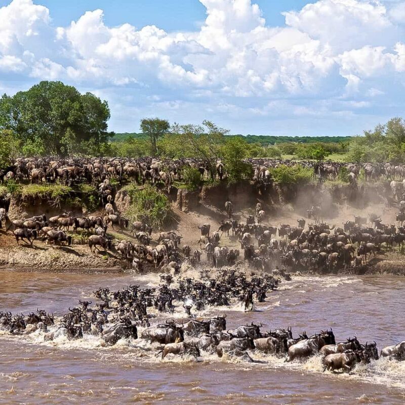 Wildebeest Migration Safaris