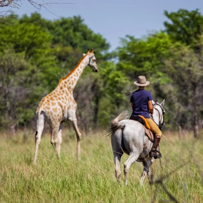 Zambia Horseback Safaris