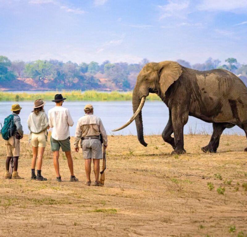 Zambia Walking Safaris