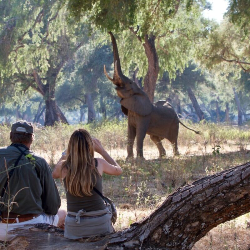 Zimbabwe Walking Safaris
